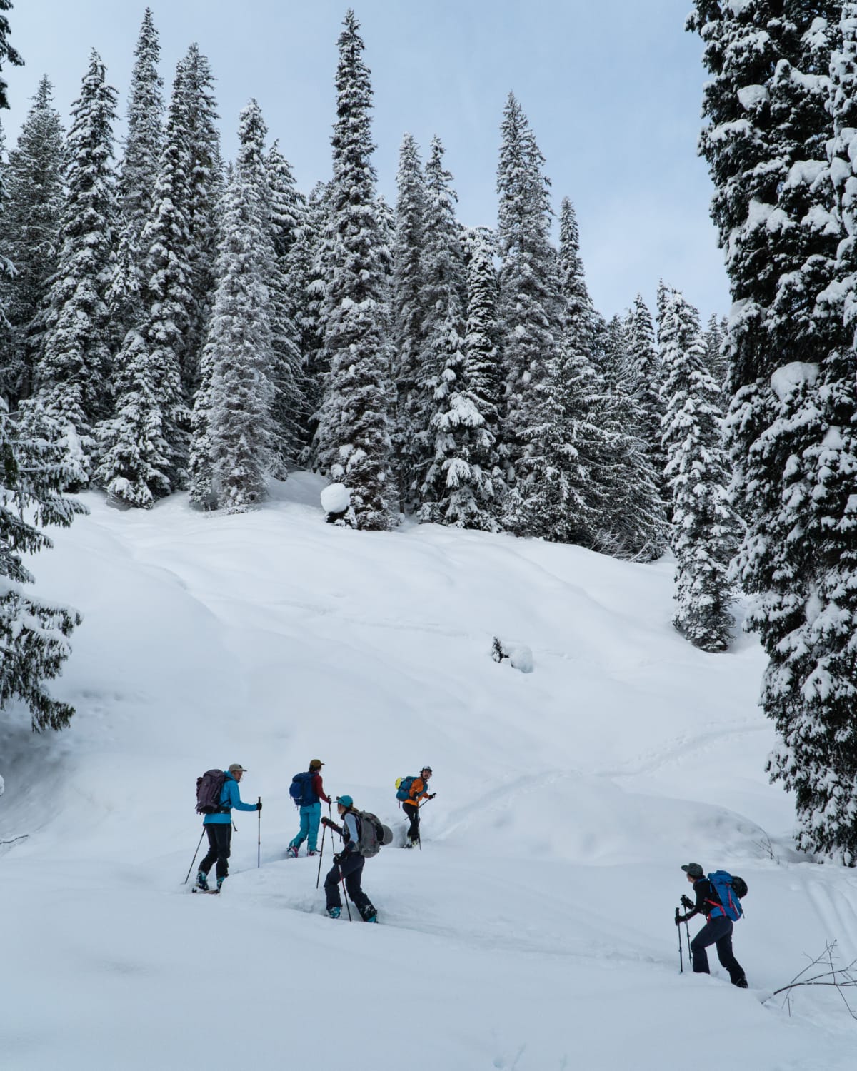 five skiers walking along an uptrack near bostock creek