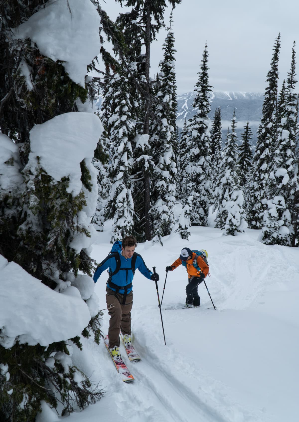ski tourers climbing up old growth forest in british columbia