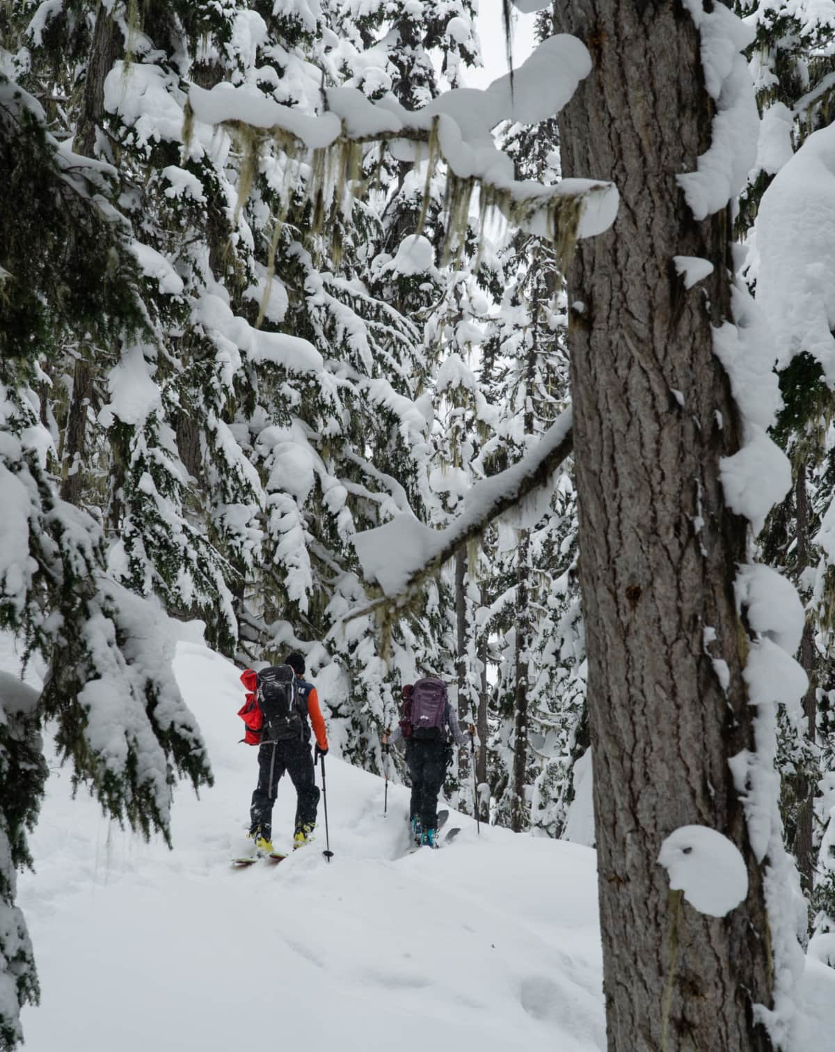 skiers walking up the forest below the bonney moraines