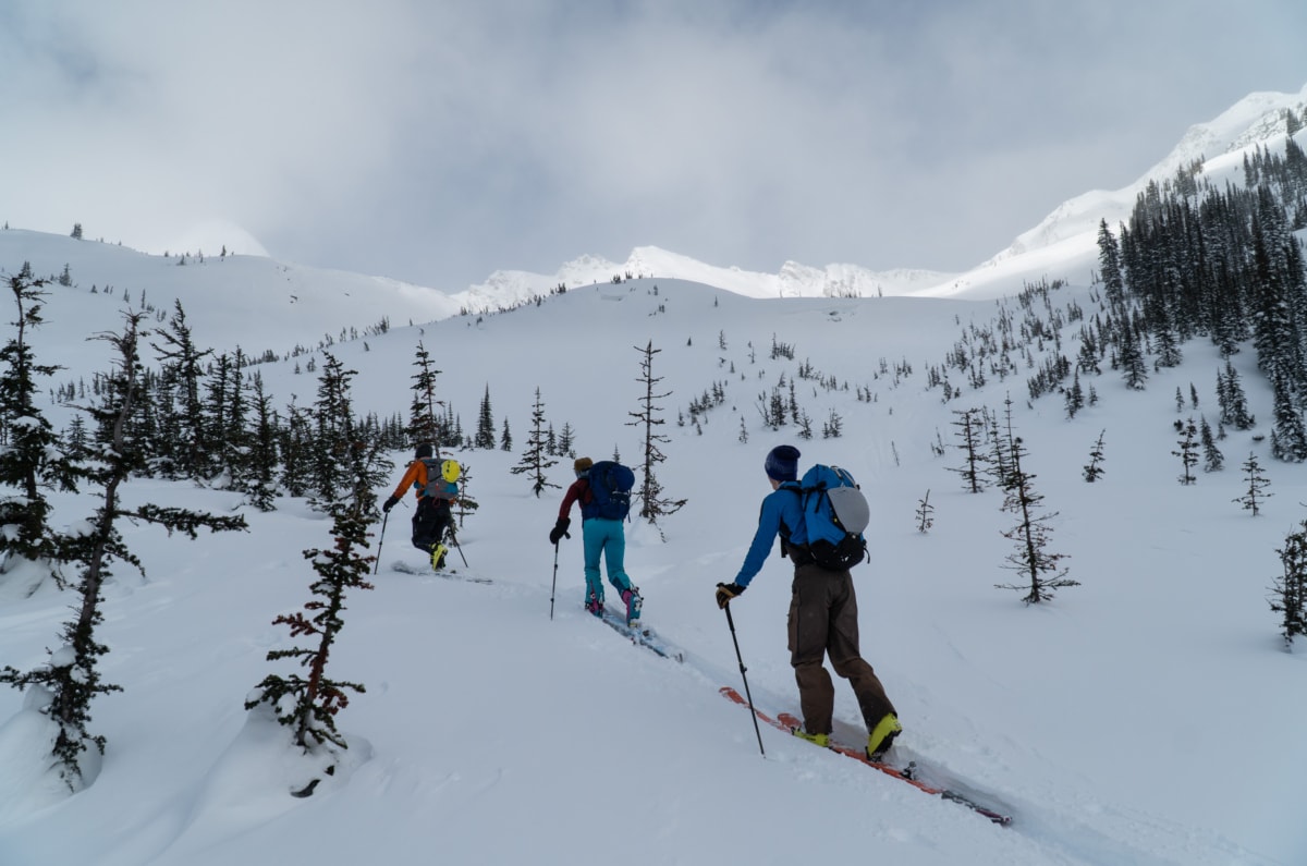 backcountry skiers touring up the bottom of hospital bowl in sparse trees